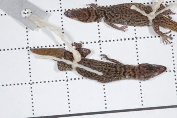 Media type: image;   Herpetology R-189898